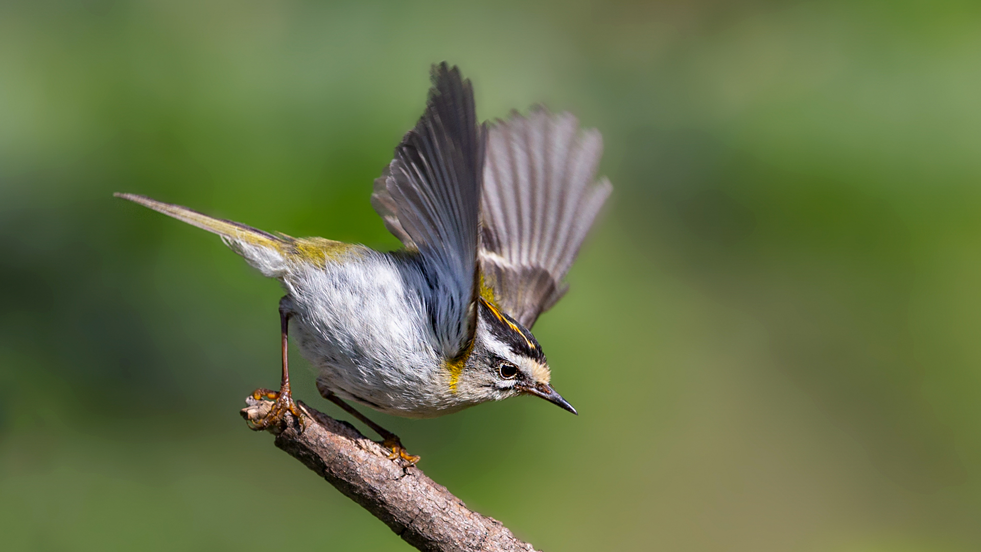 Sürmeli çalıkuşu » Common Firecrest » Regulus ignicapilla