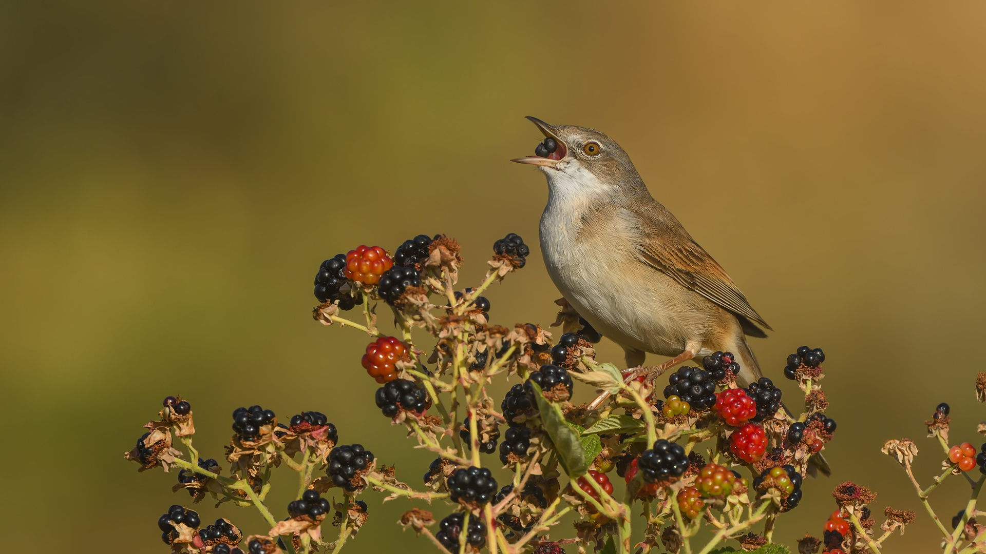 Akgerdanlı ötleğen