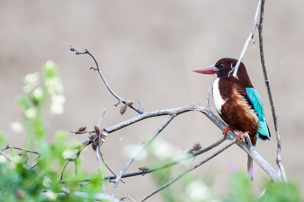 İzmir yalıçapkını