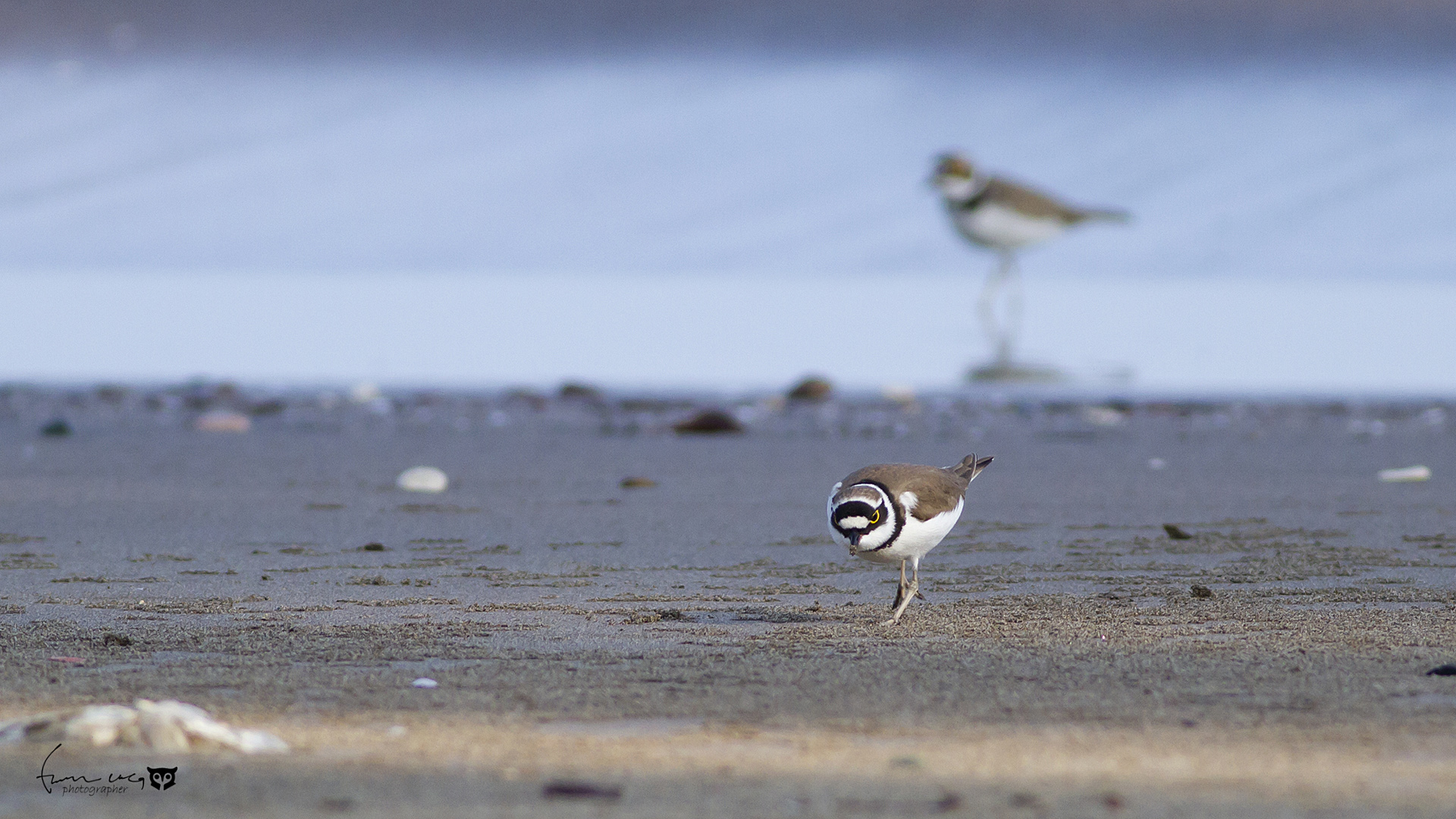Halkalı küçük cılıbıt