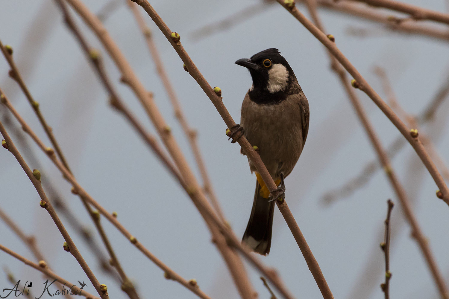 Akyanaklı arapbülbülü