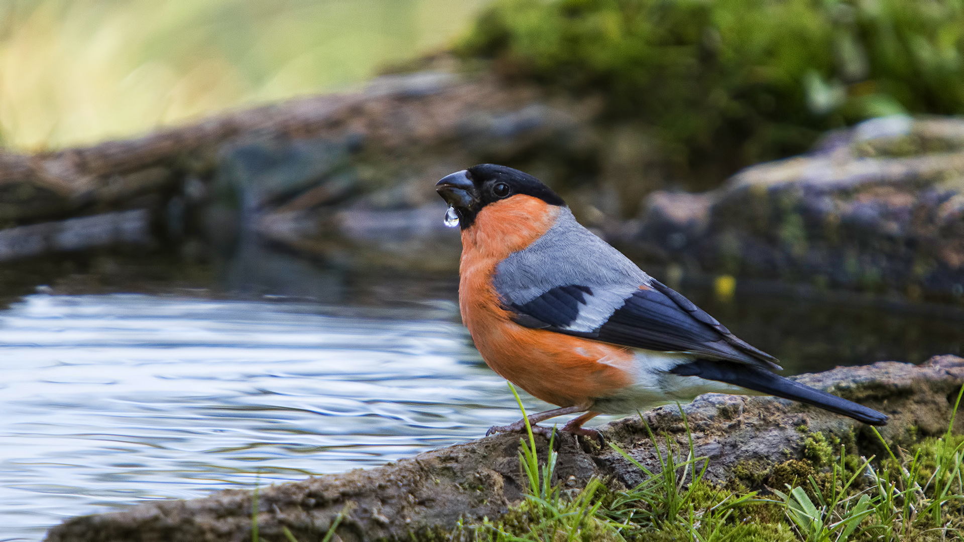 Şakrak » Eurasian Bullfinch » Pyrrhula pyrrhula