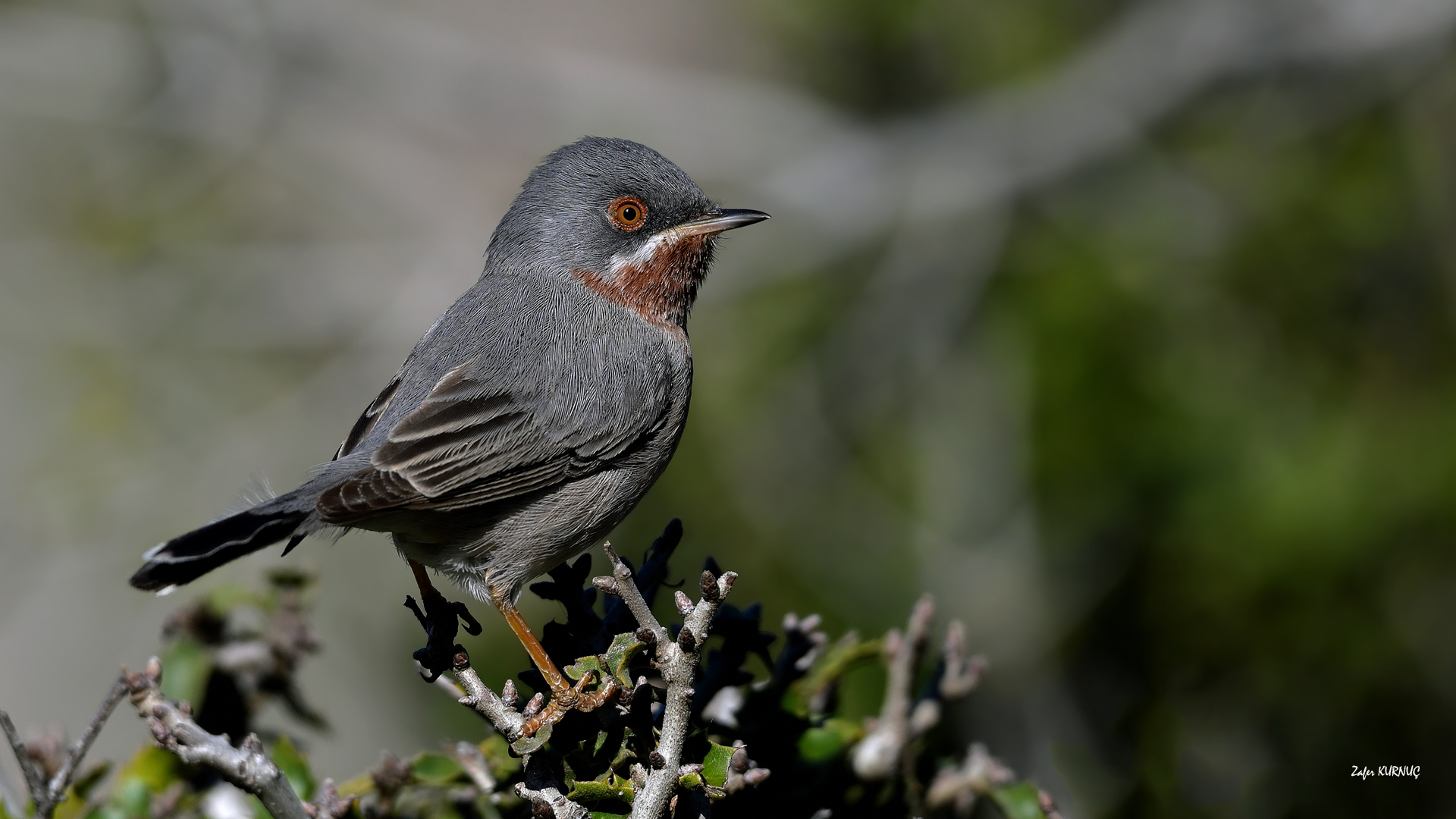 Bıyıklı ötleğen