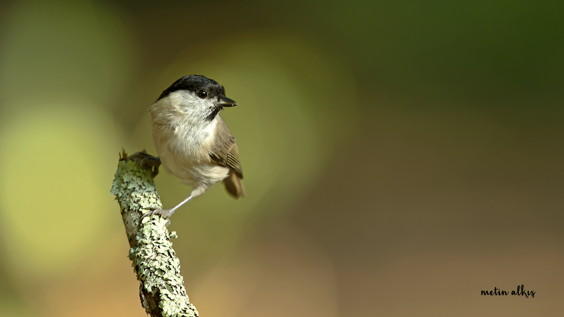 Kayın baştankarası
