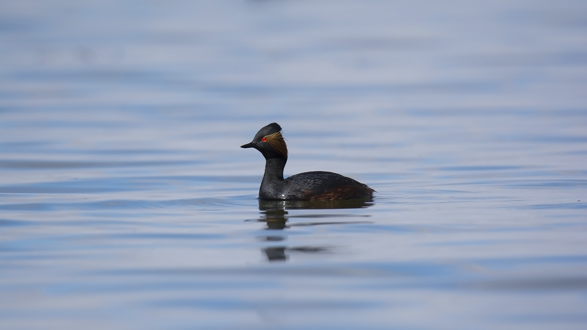 Karaboyunlu batağan