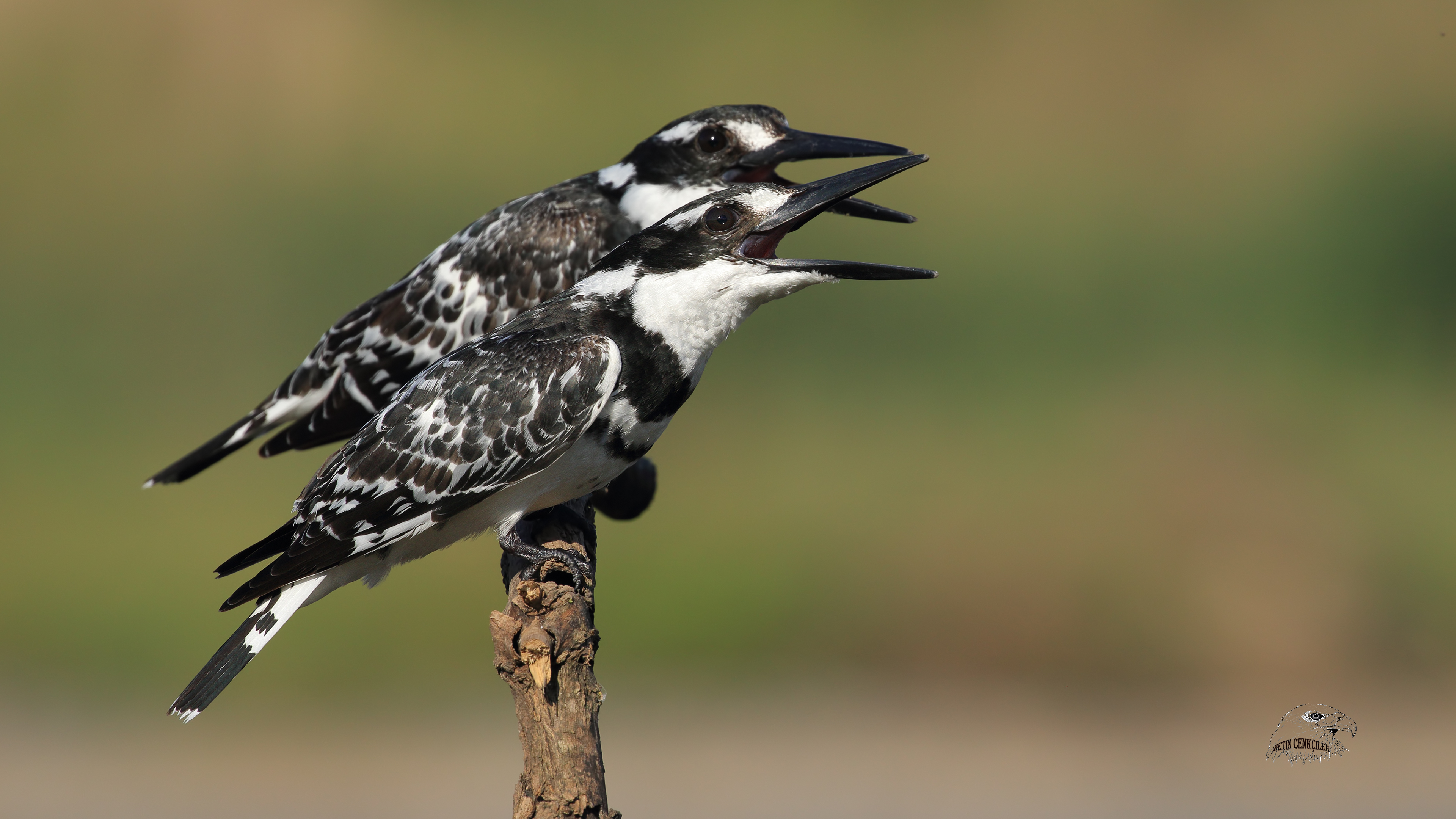 Alaca yalıçapkını