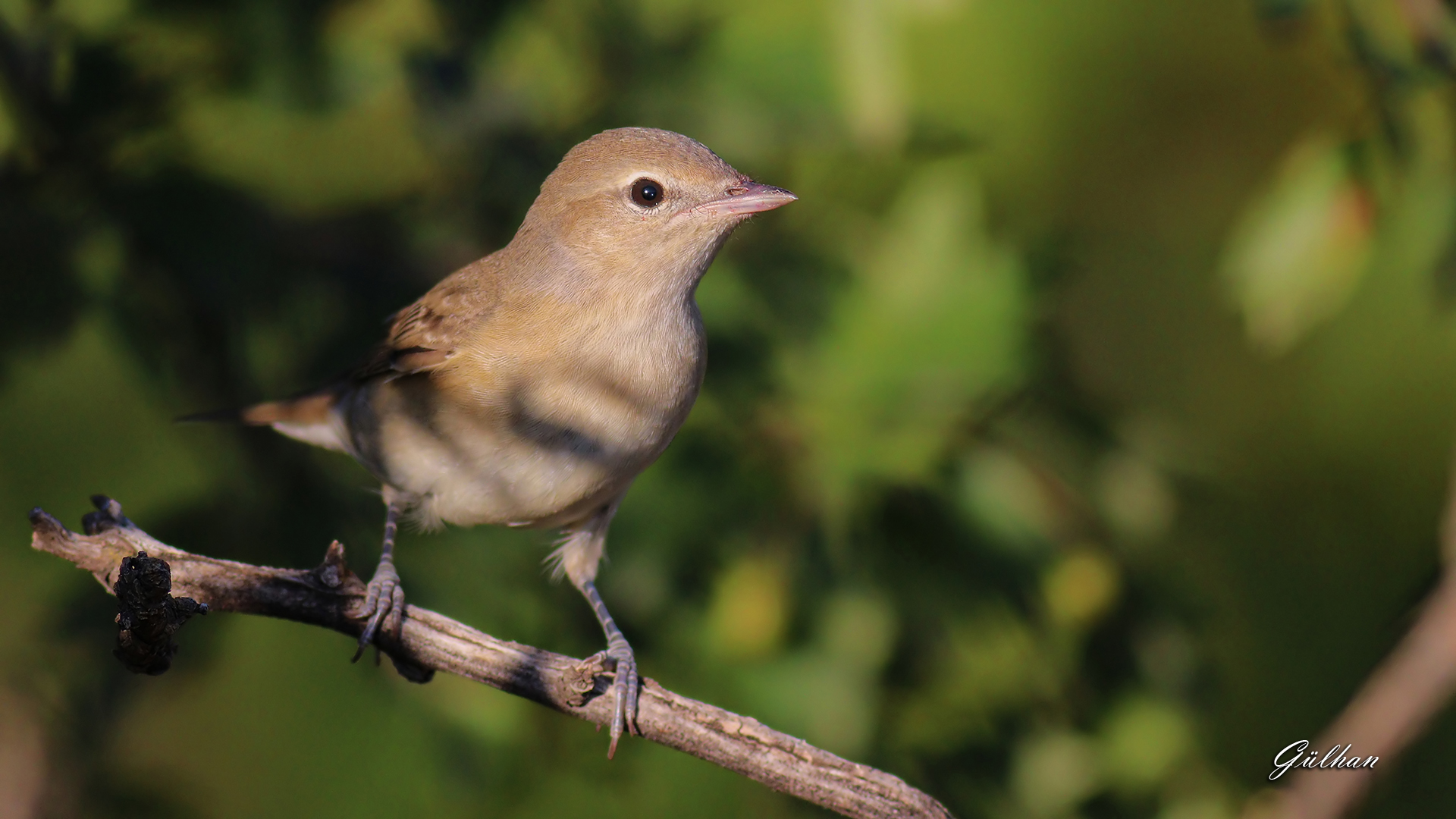 Boz ötleğen » Garden Warbler » Sylvia borin