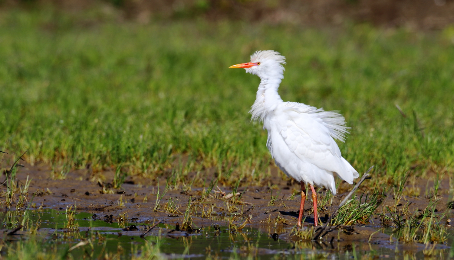 Sığır balıkçılı