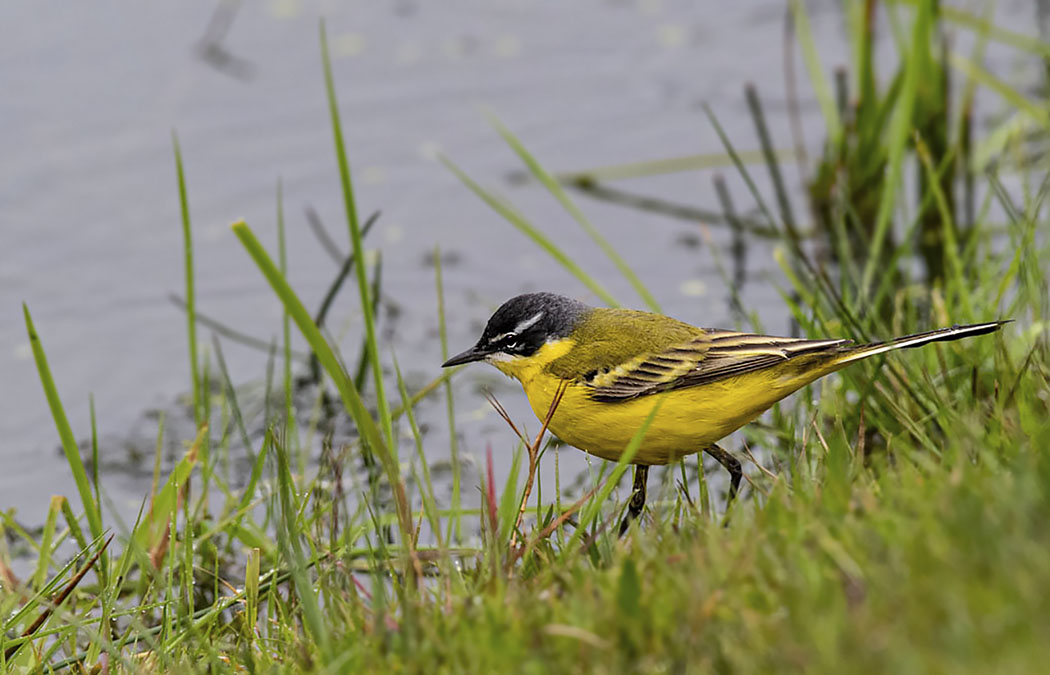 Sarı kuyruksallayan