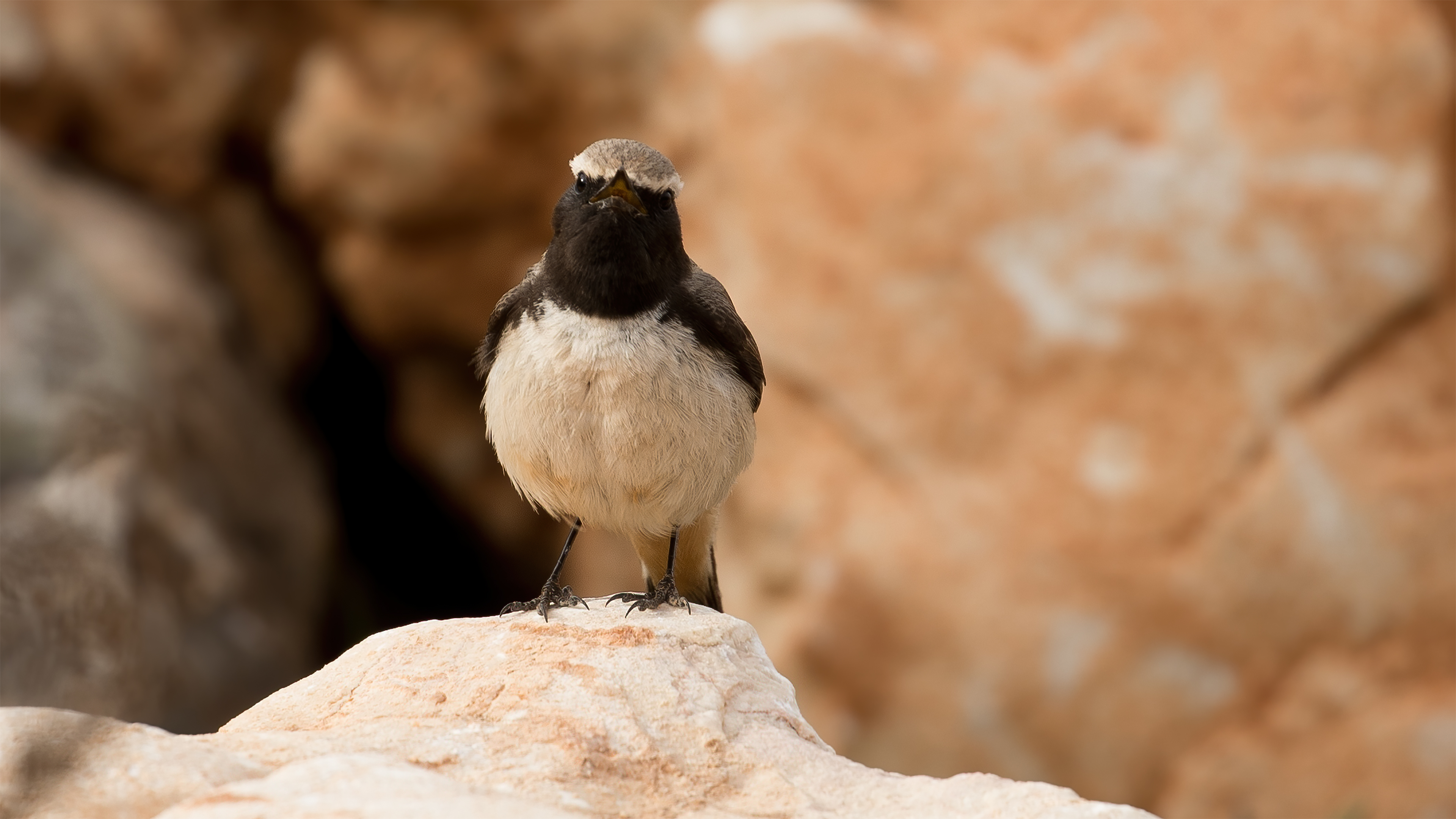 Kızılca kuyrukkakan