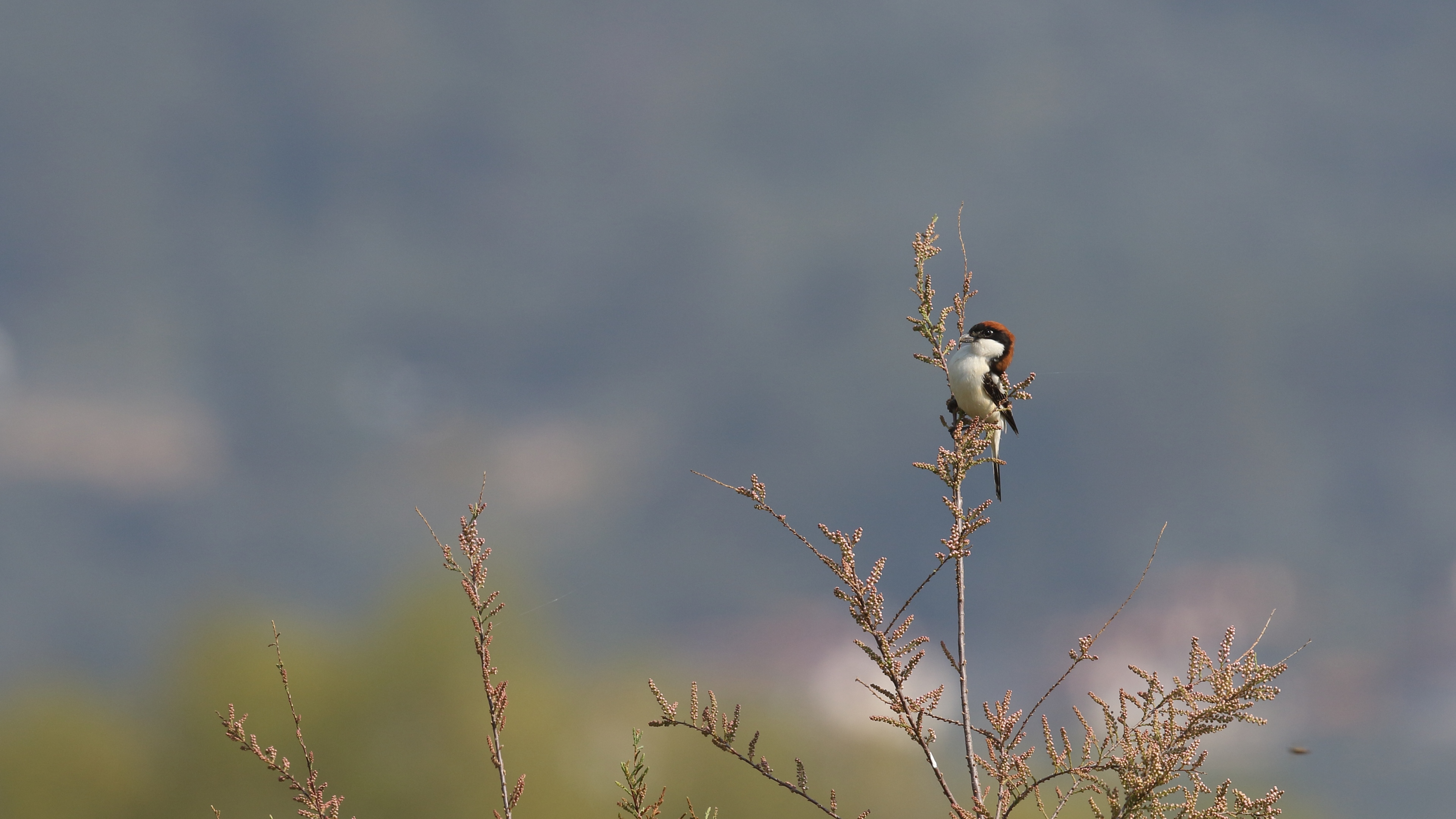 Kızılbaşlı örümcekkuşu