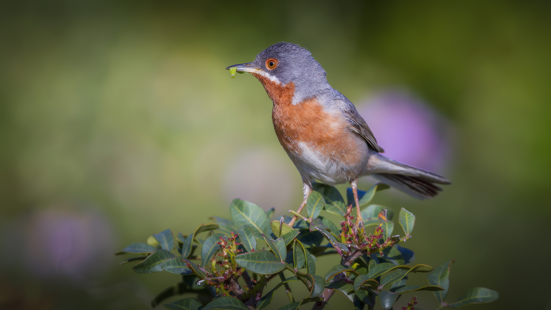 Bıyıklı ötleğen