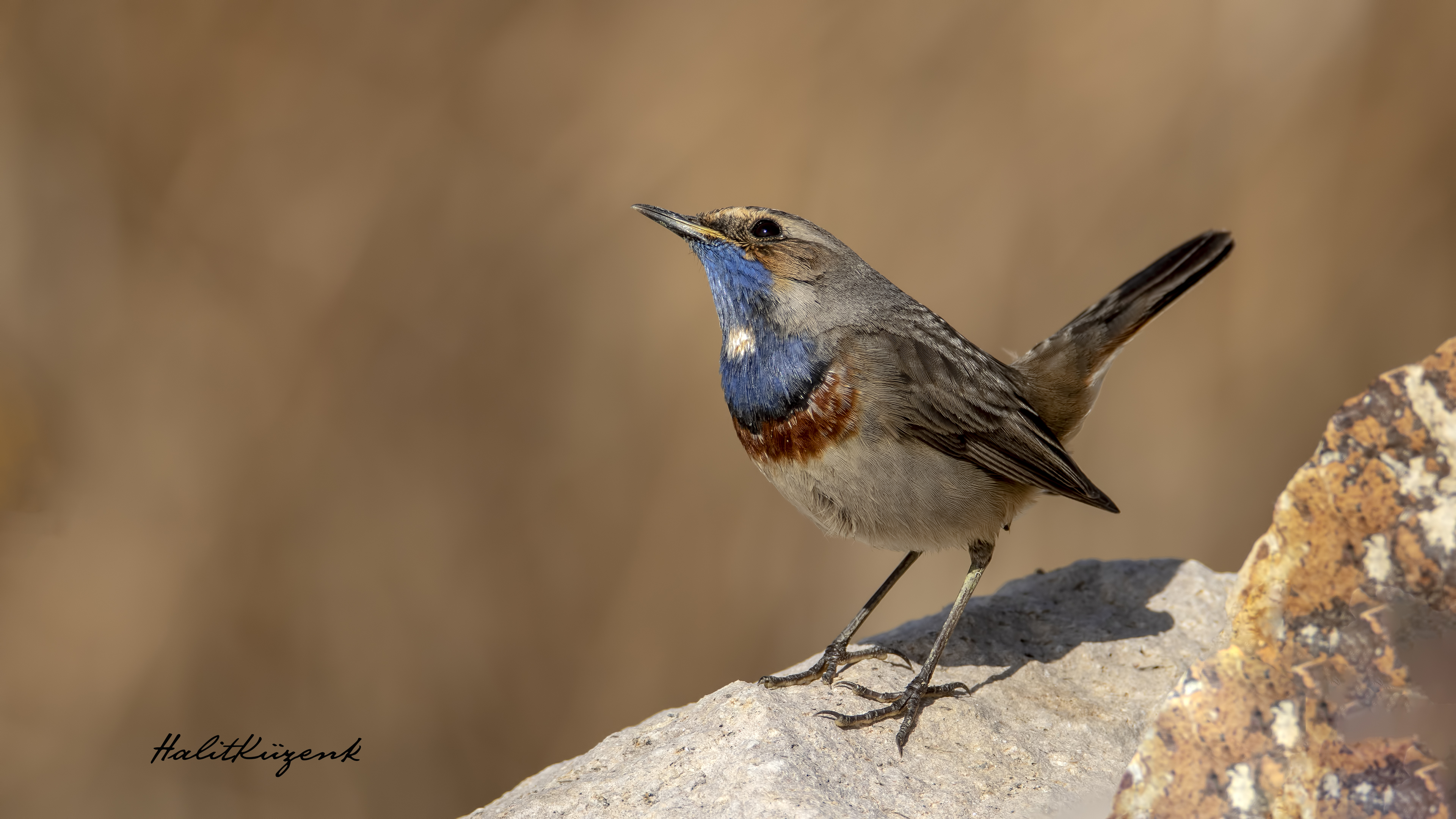 Mavigerdan » Bluethroat » Luscinia svecica