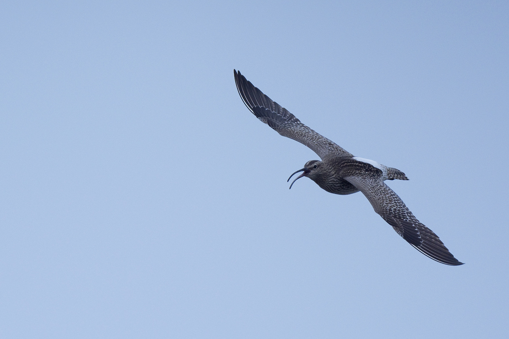 Sürmeli kervançulluğu