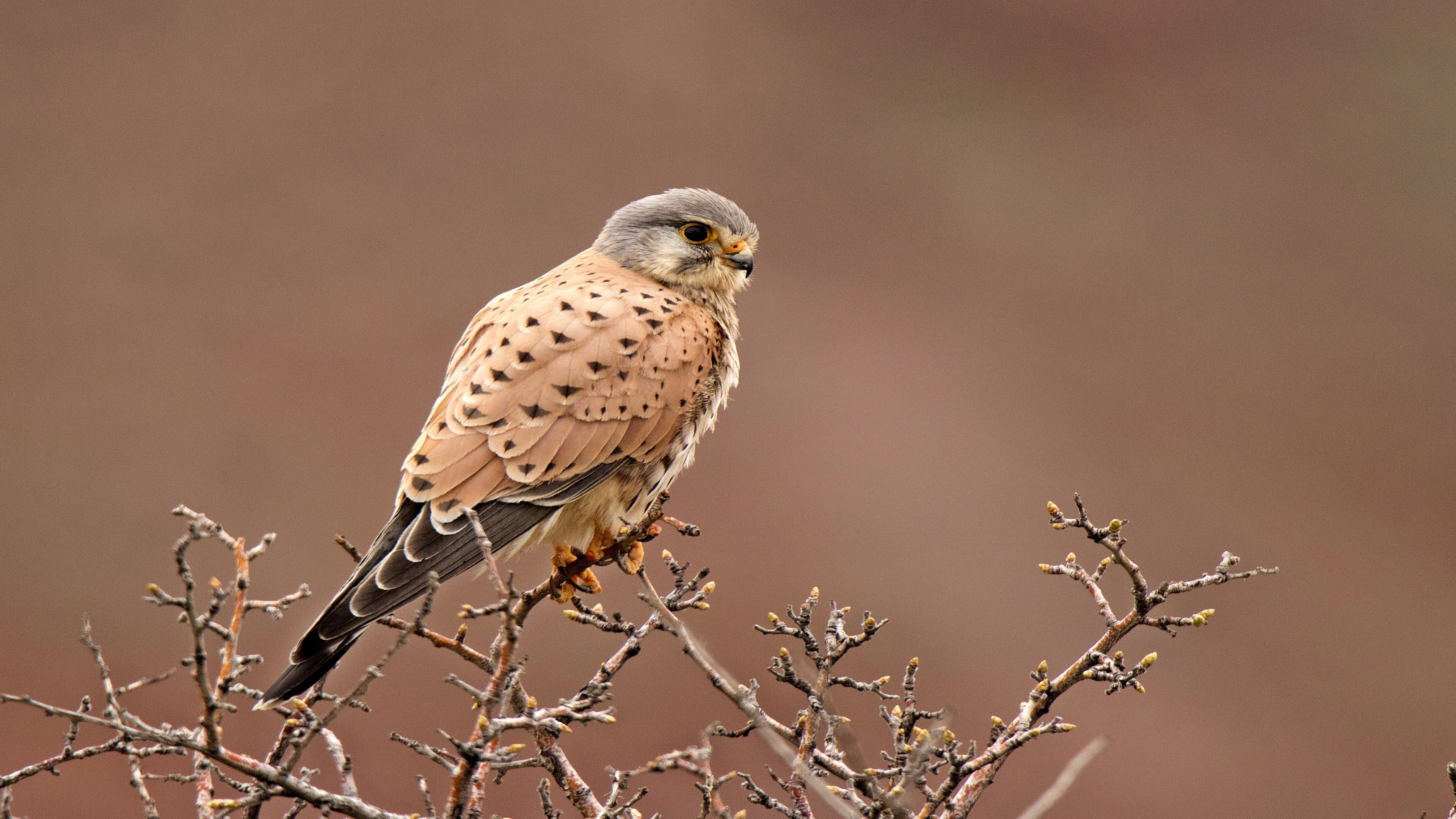 Kerkenez » Common Kestrel » Falco tinnunculus