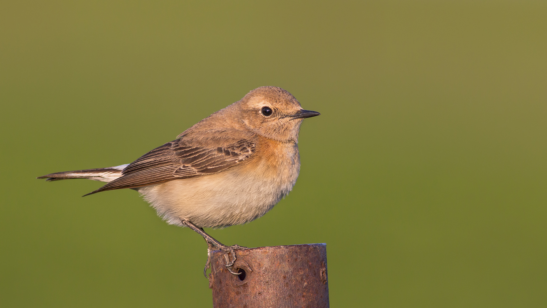 Karakulaklı kuyrukkakan