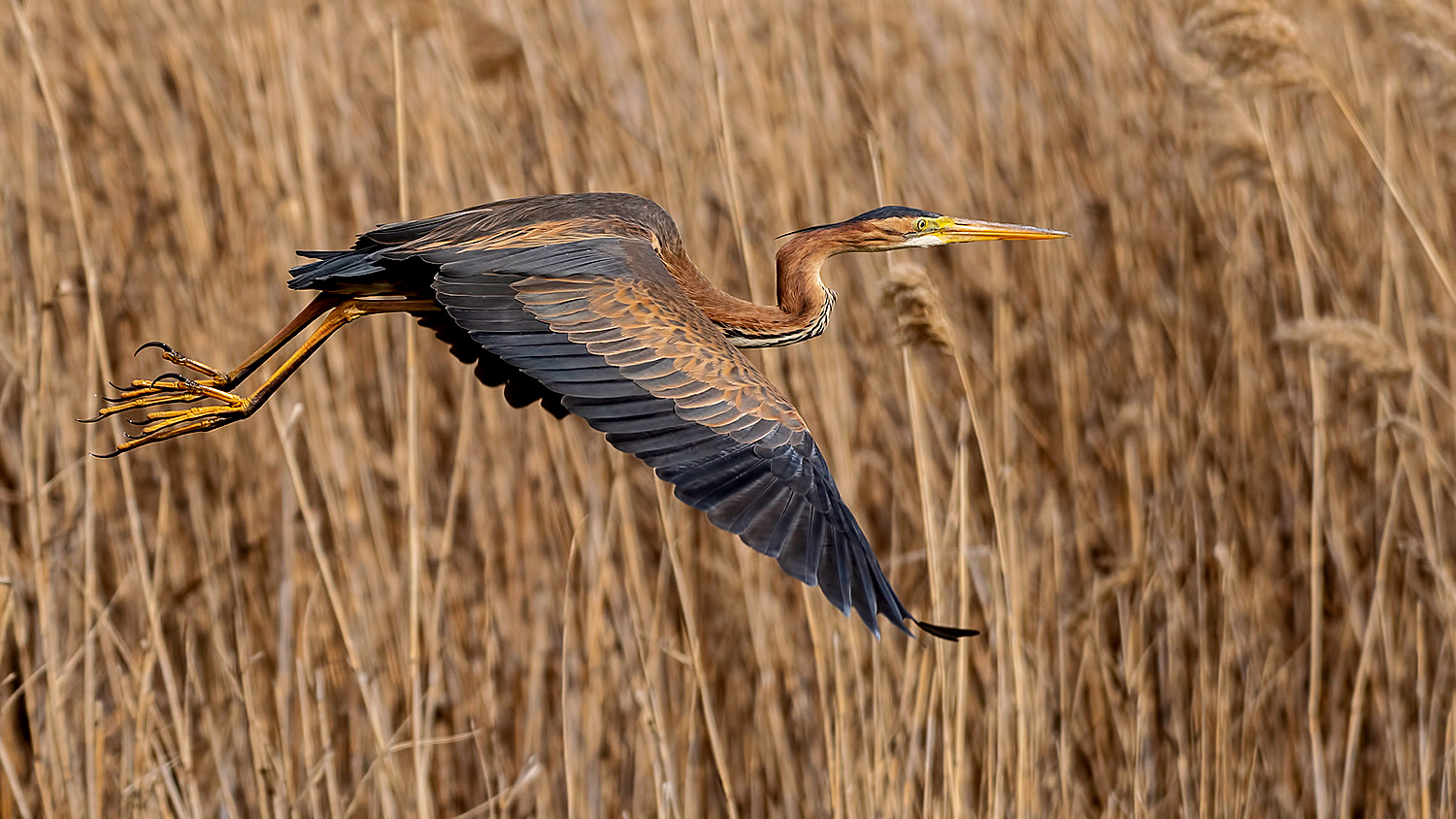Erguvani balıkçıl
