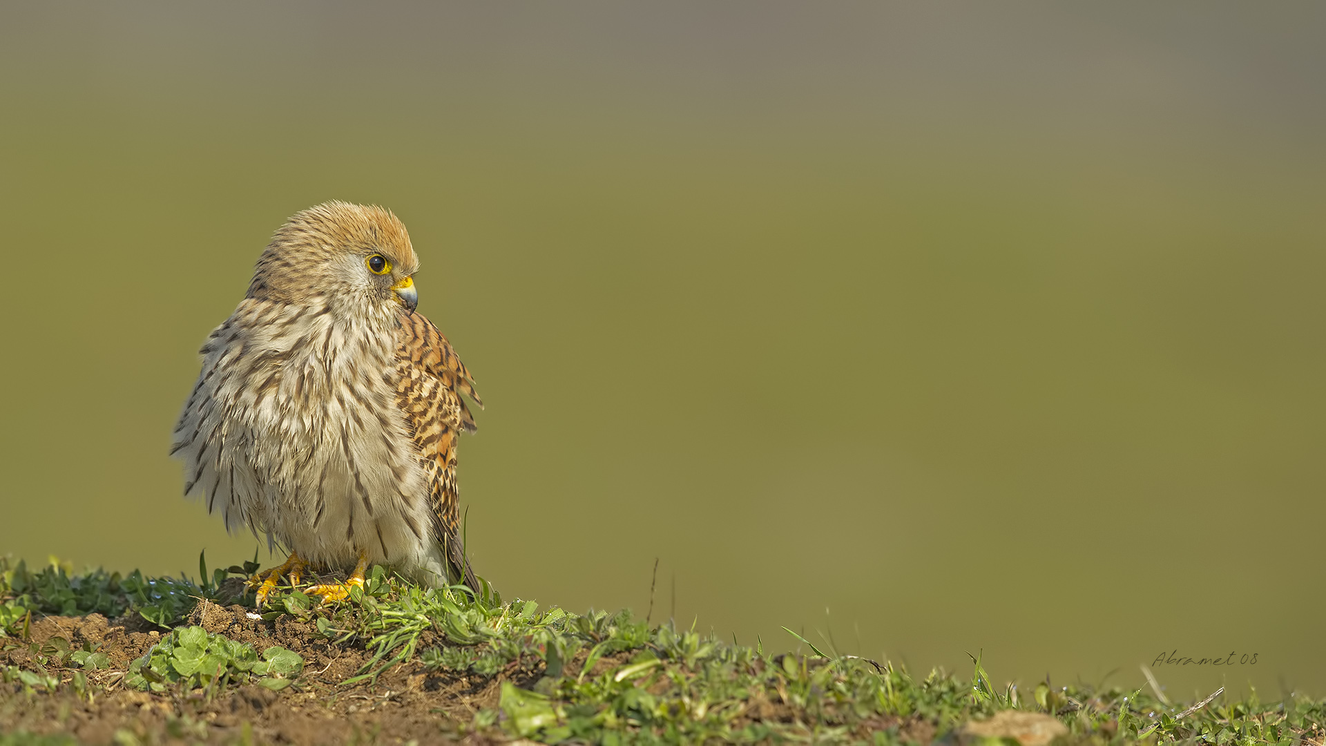 Küçük kerkenez » Lesser Kestrel » Falco naumanni