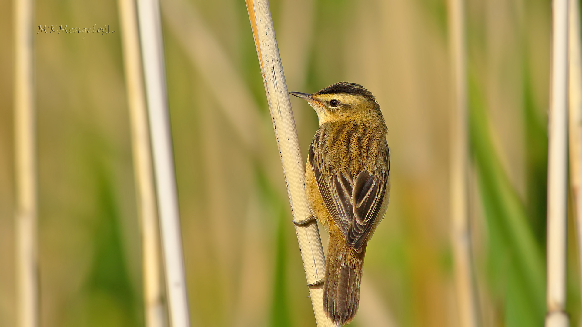 Kındıra kamışçını