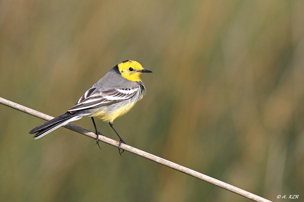 Sarıbaşlı kuyruksallayan