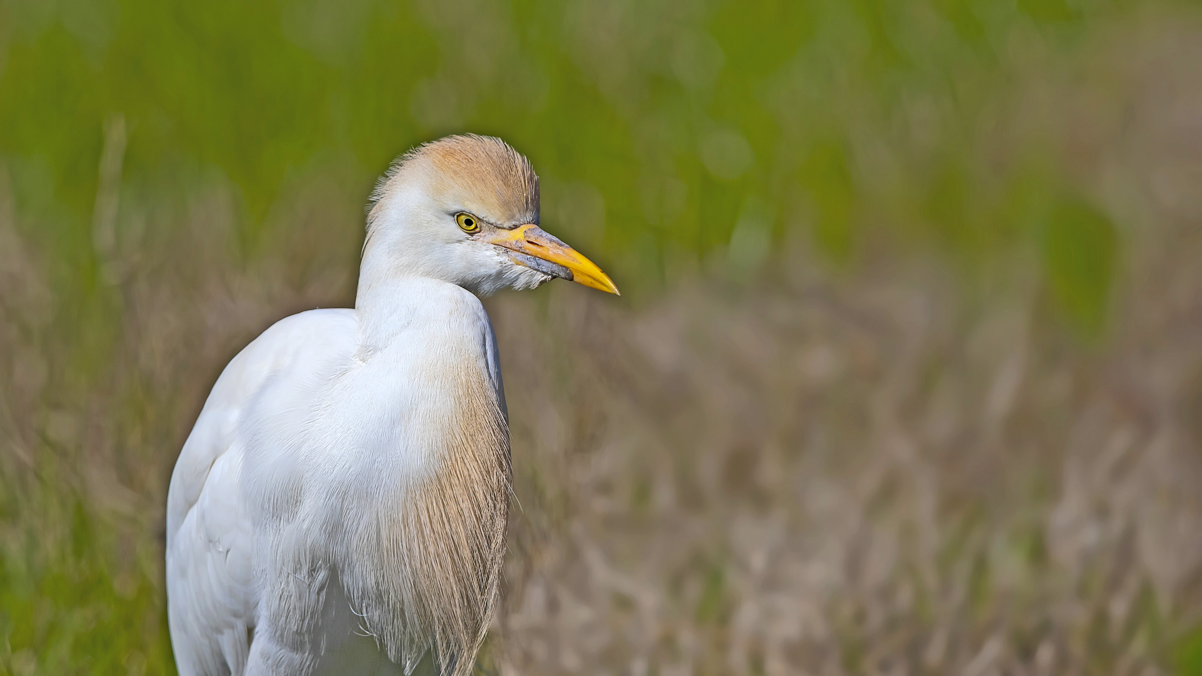 Sığır balıkçılı
