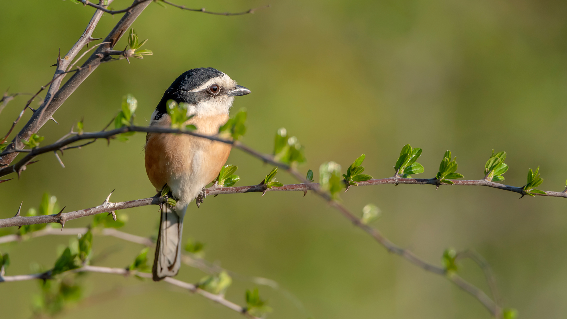 Maskeli örümcekkuşu