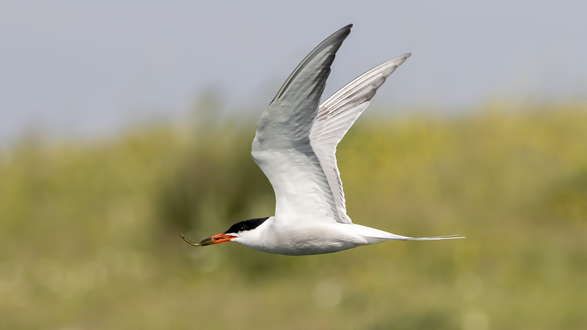 Sumru » Common Tern » Sterna hirundo