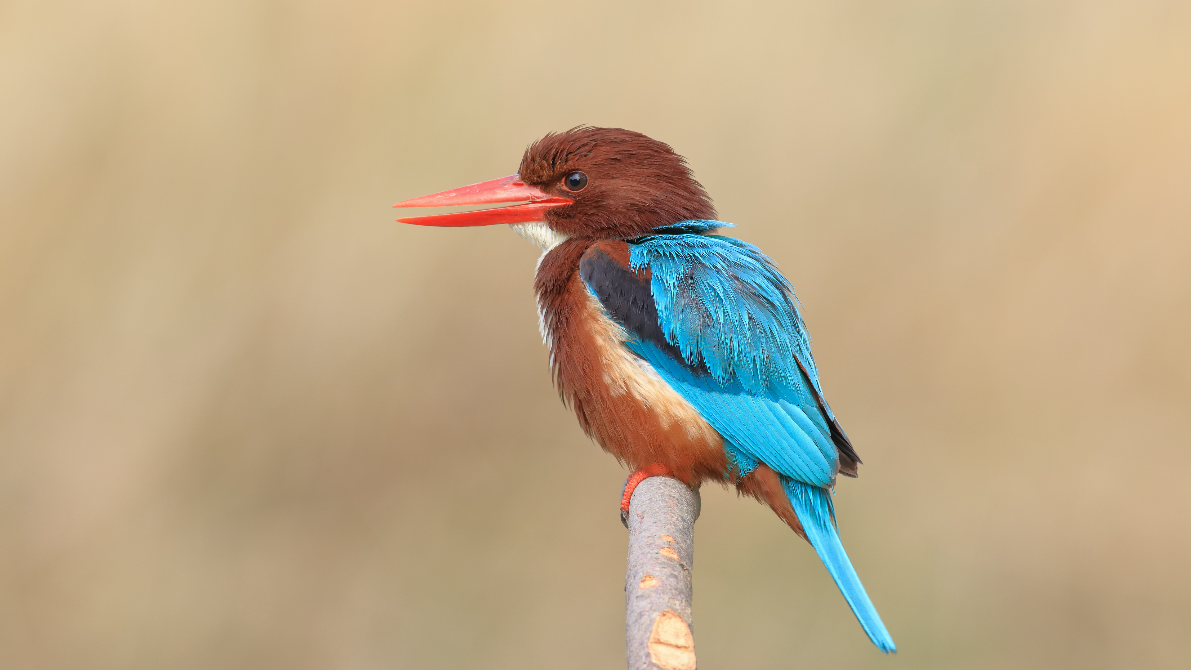 İzmir yalıçapkını
