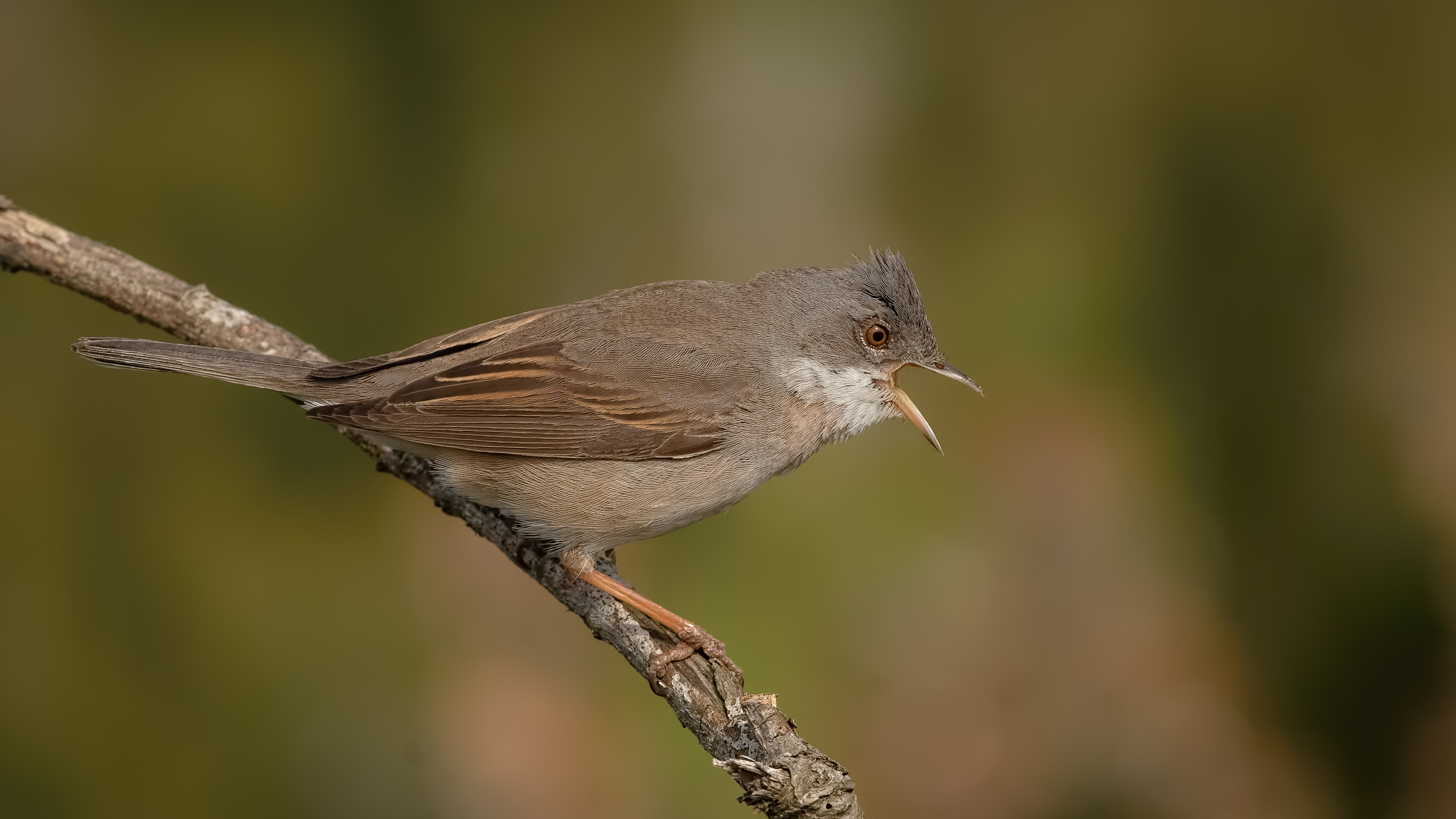 Akgerdanlı ötleğen