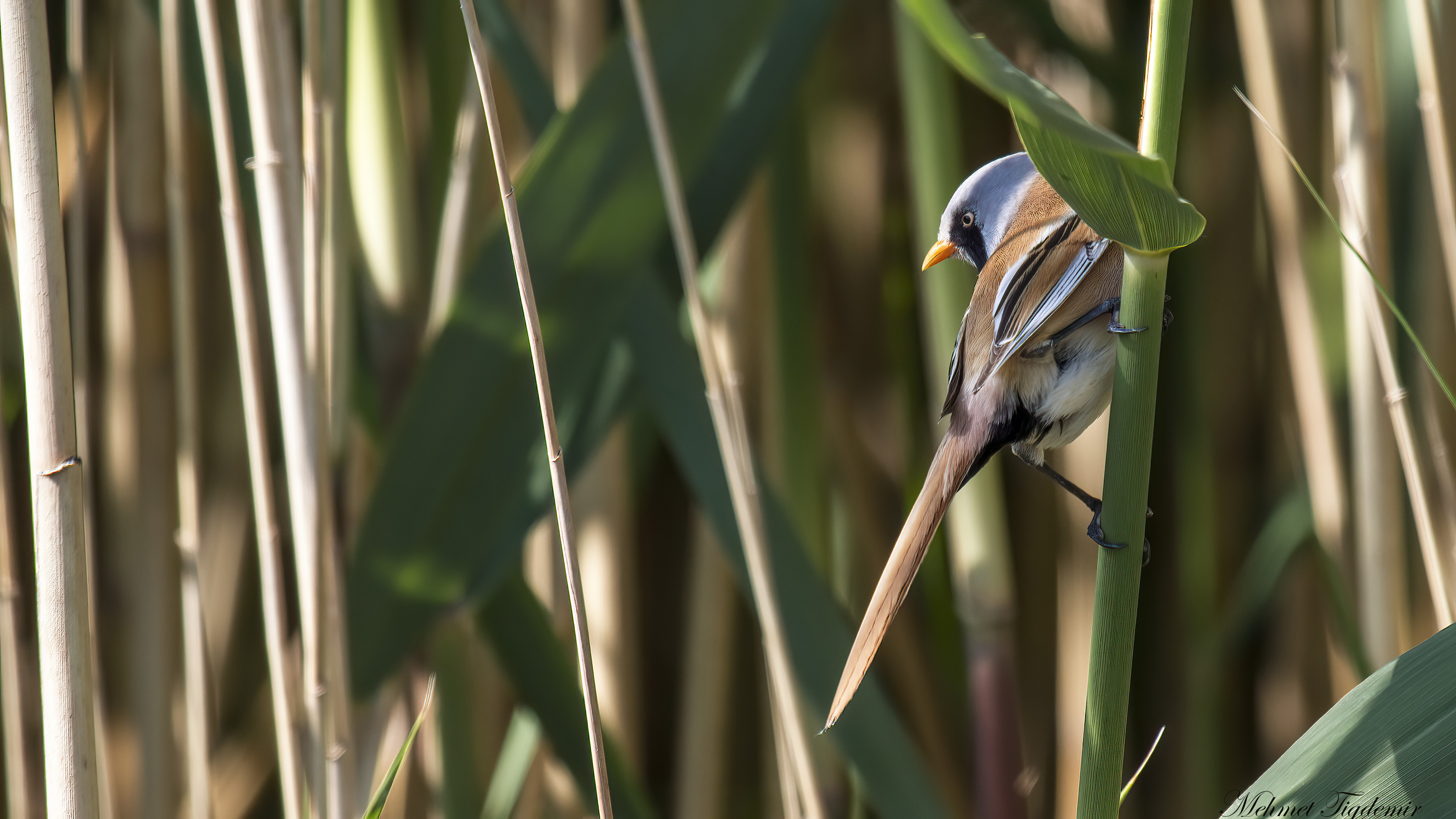 Bıyıklı baştankara