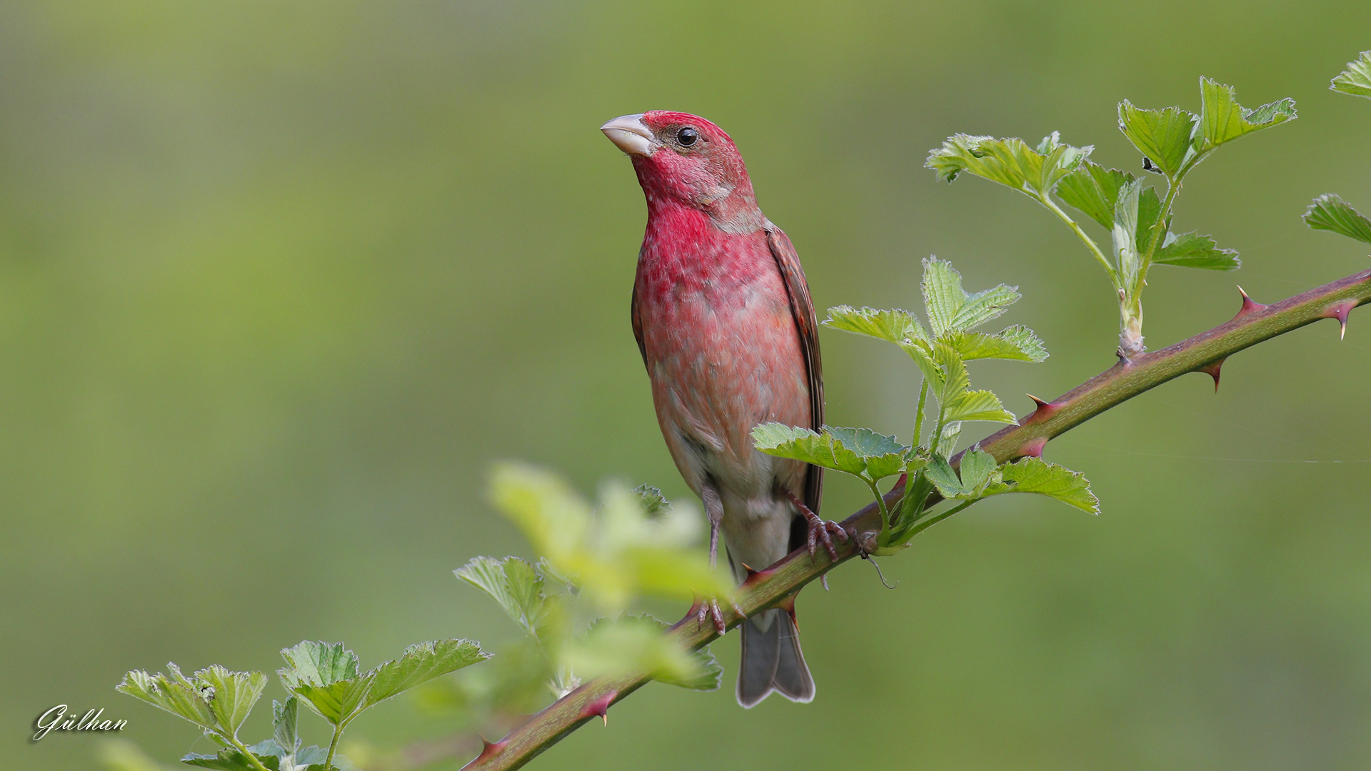 Çütre » Common Rosefinch » Carpodacus erythrinus