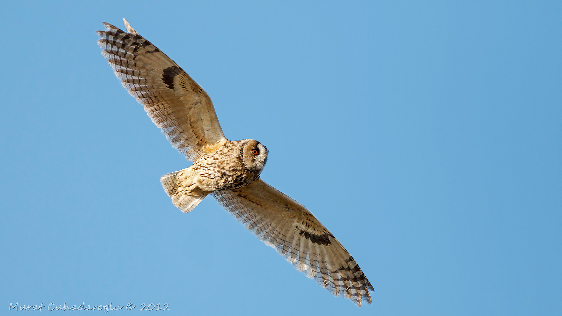 Kulaklı orman baykuşu