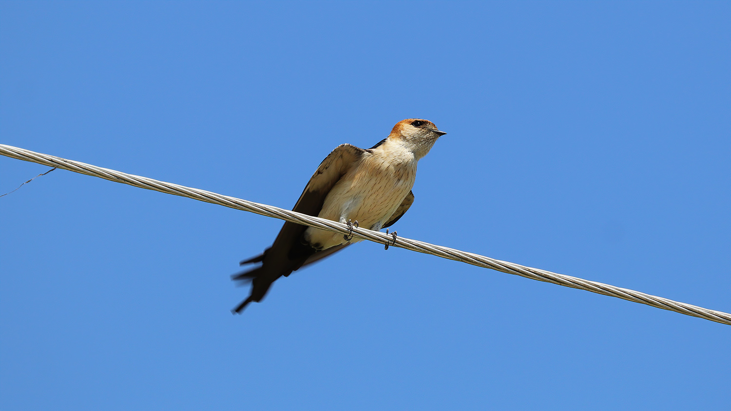 Kızıl kırlangıç