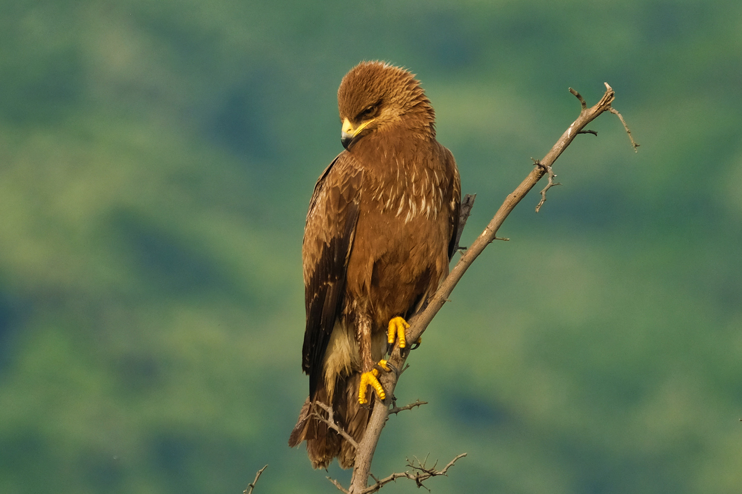 Küçük orman kartalı
