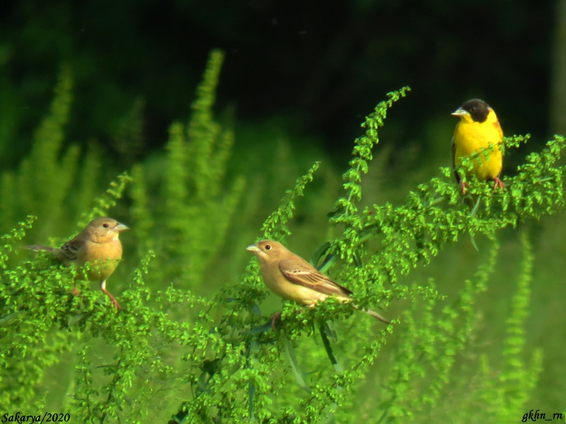 Karabaşlı kirazkuşu