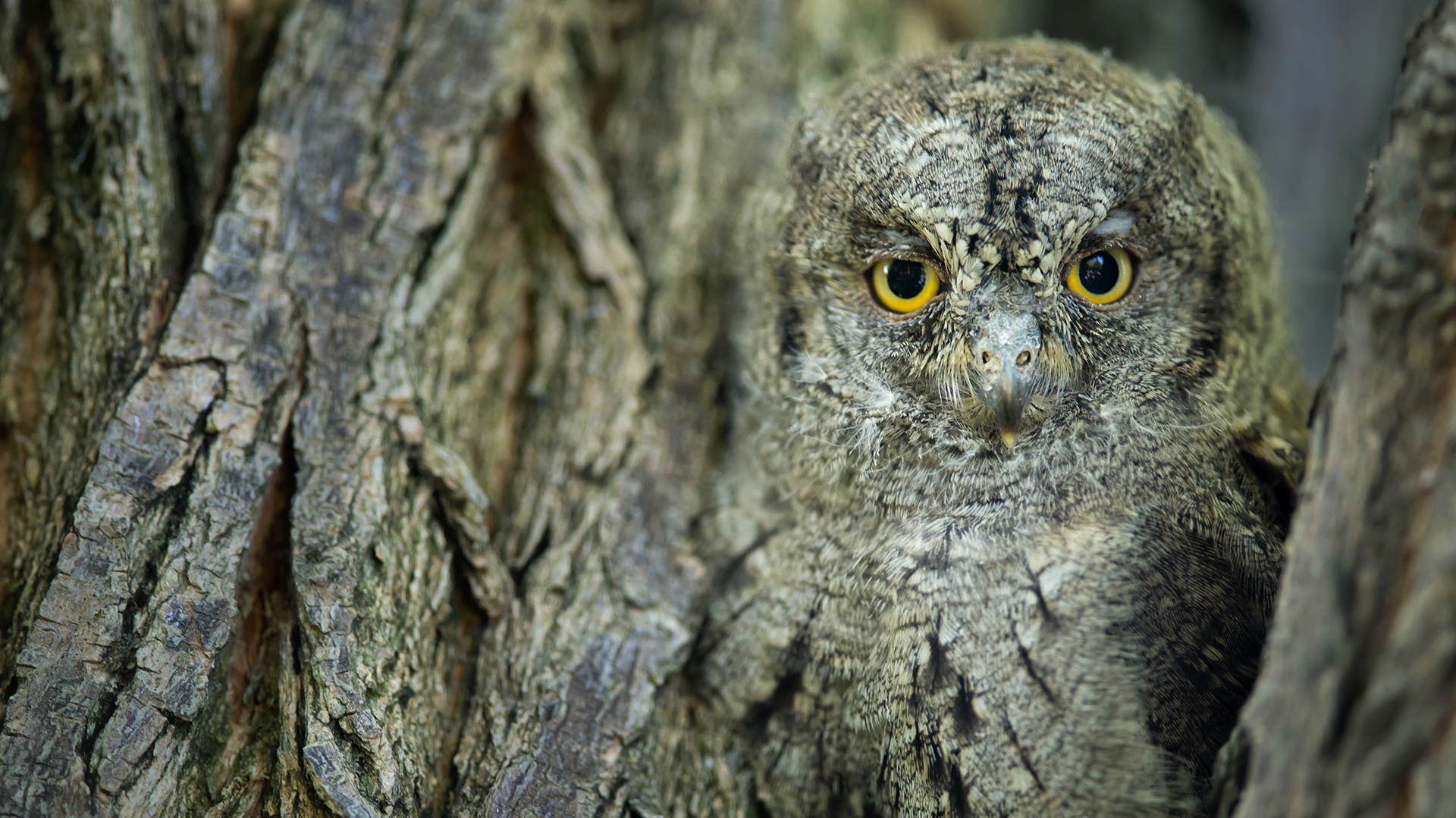 İshakkuşu » Eurasian Scops Owl » Otus scops