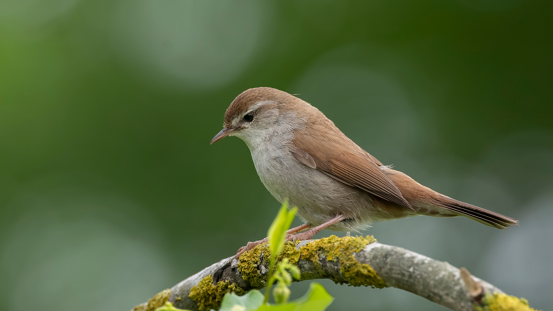 Kamışbülbülü » Cetti`s Warbler » Cettia cetti