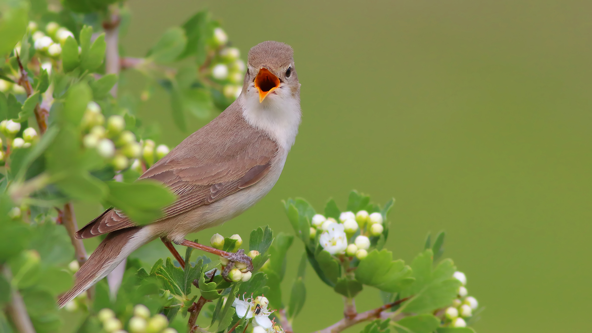 Dağ mukallidi » Upcher`s Warbler » Hippolais languida