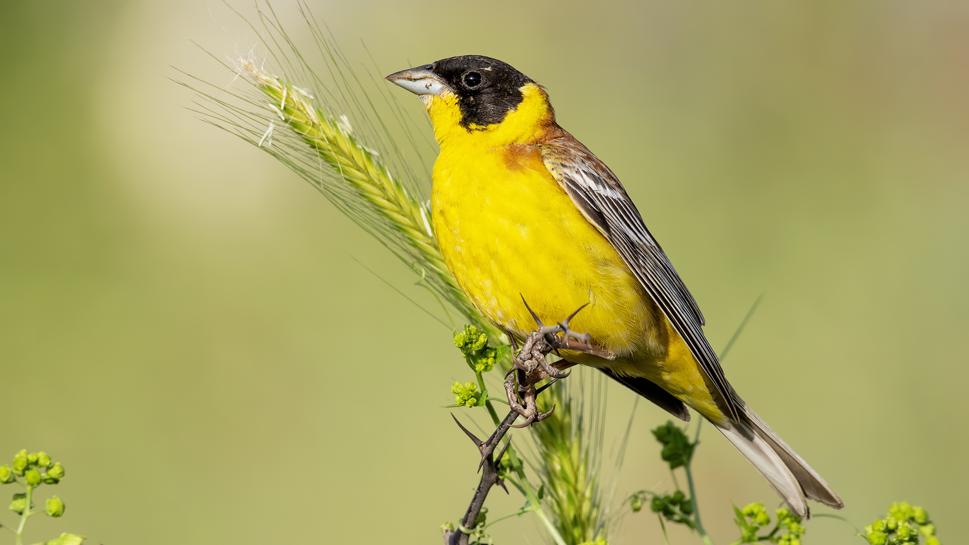 Karabaşlı kirazkuşu