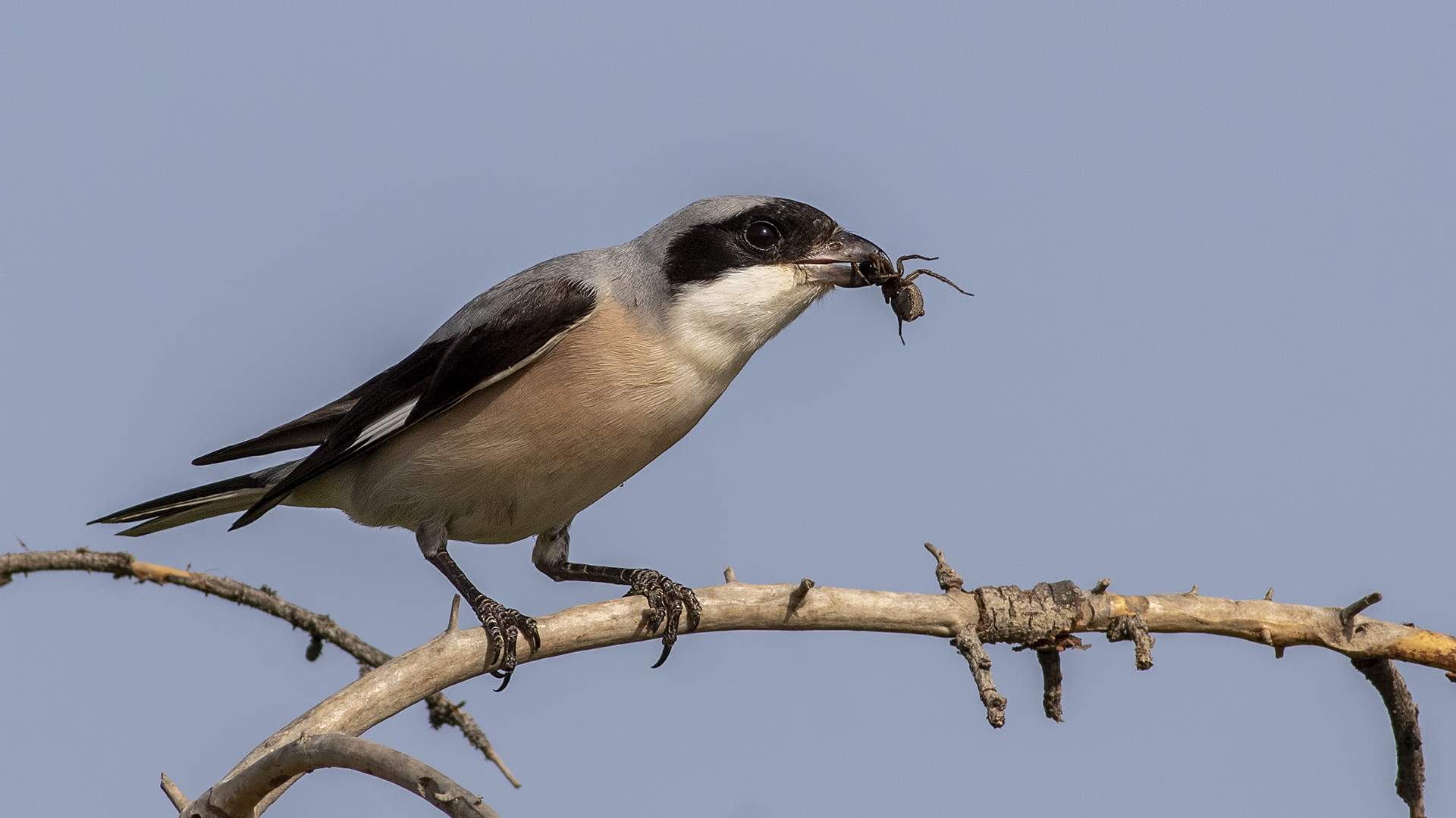 Karaalınlı örümcekkuşu