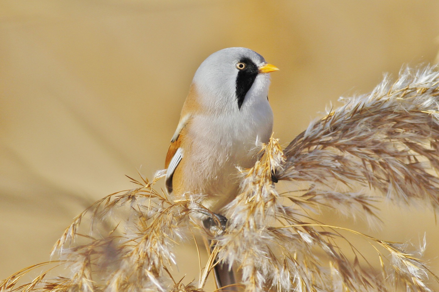 Bıyıklı baştankara