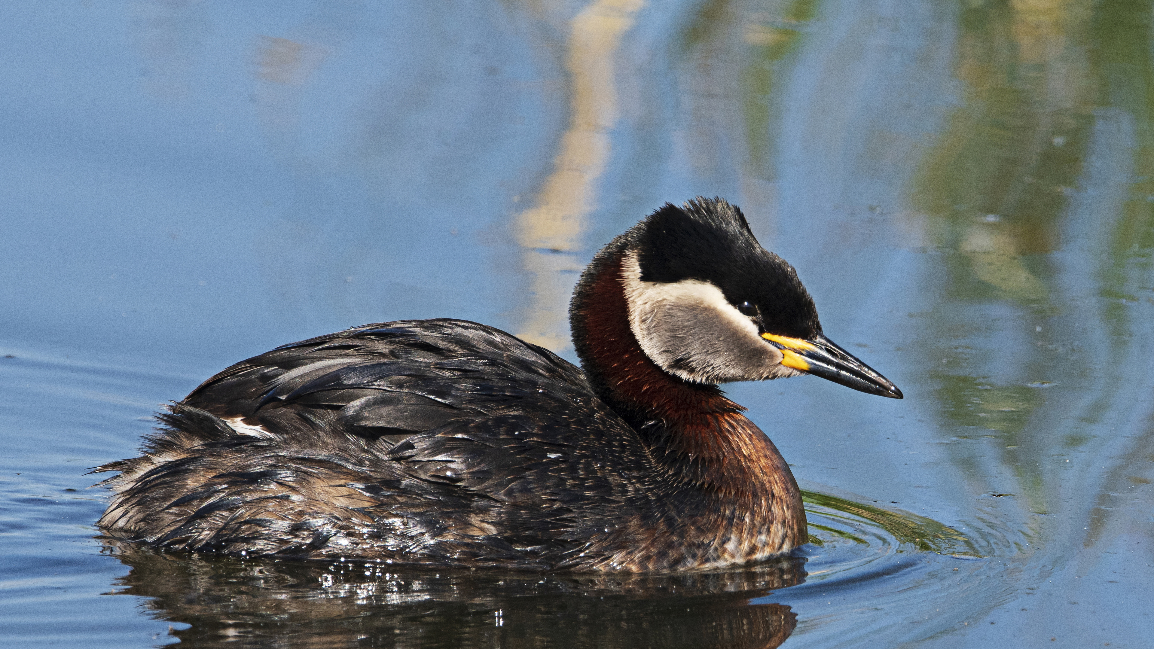 Kızılboyunlu batağan