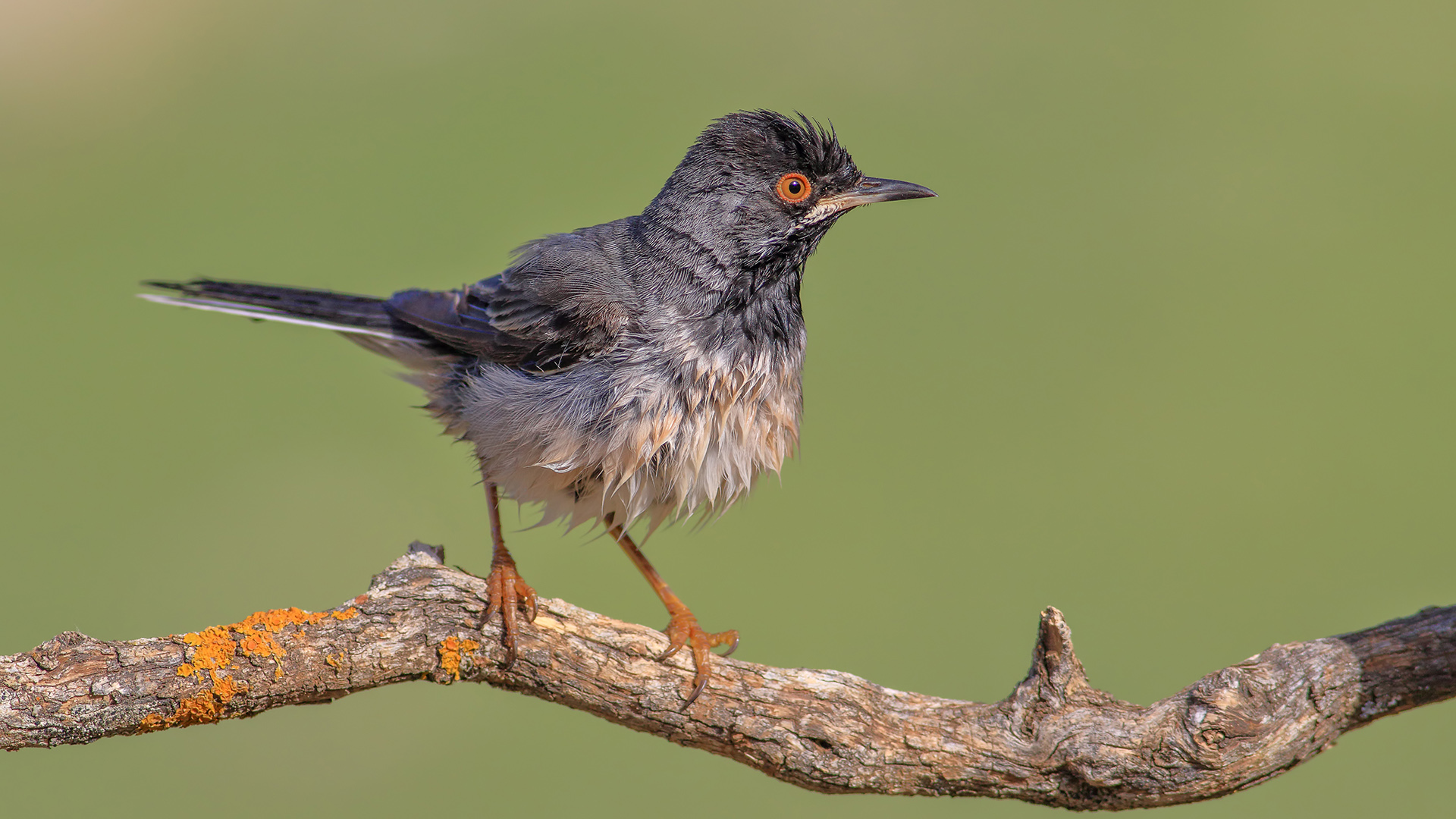 Karaboğazlı ötleğen
