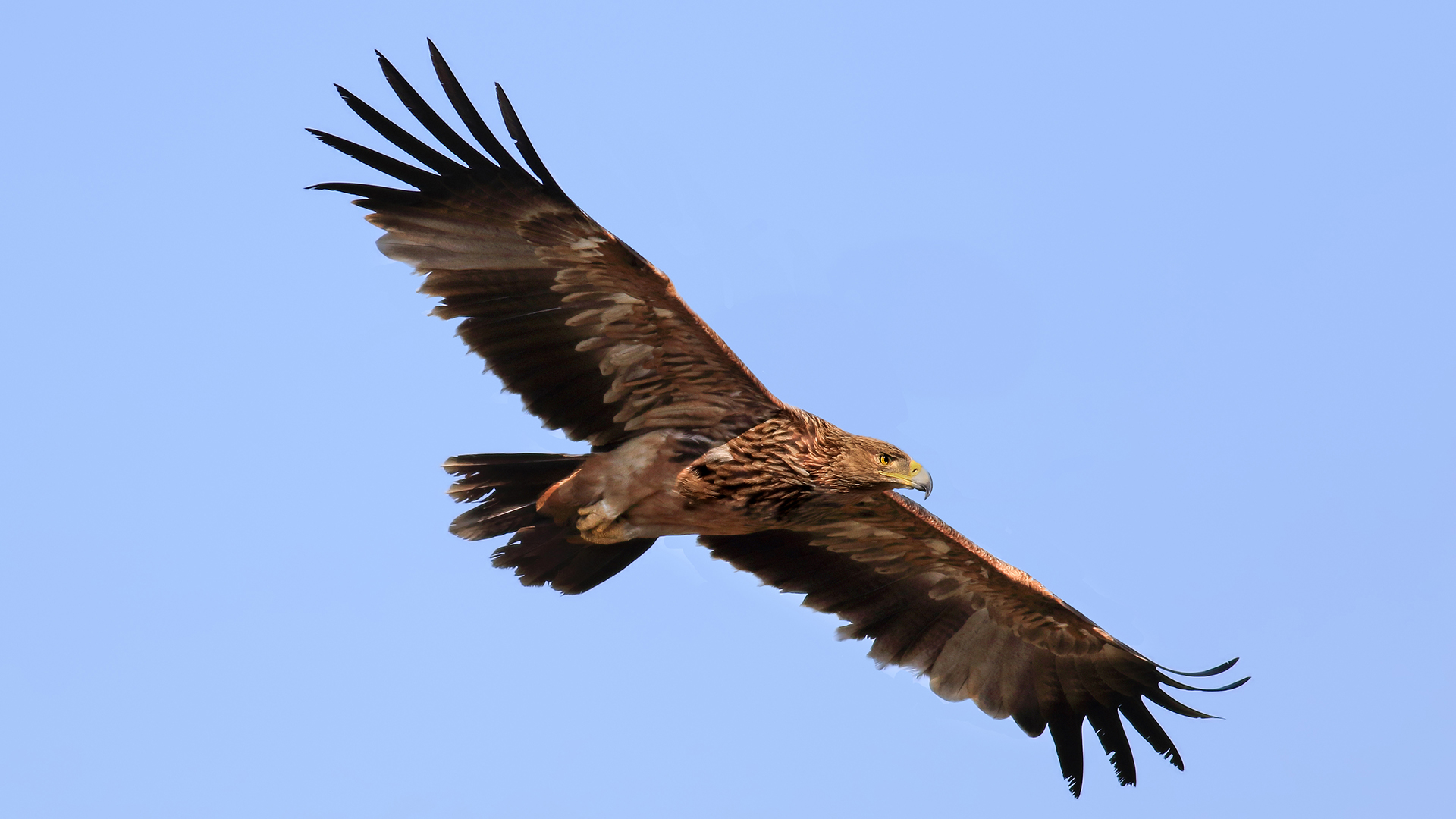 Şah kartal » Eastern Imperial Eagle » Aquila heliaca