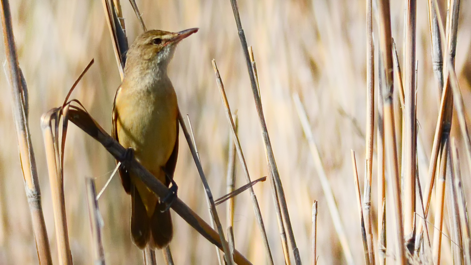 Büyük kamışçın