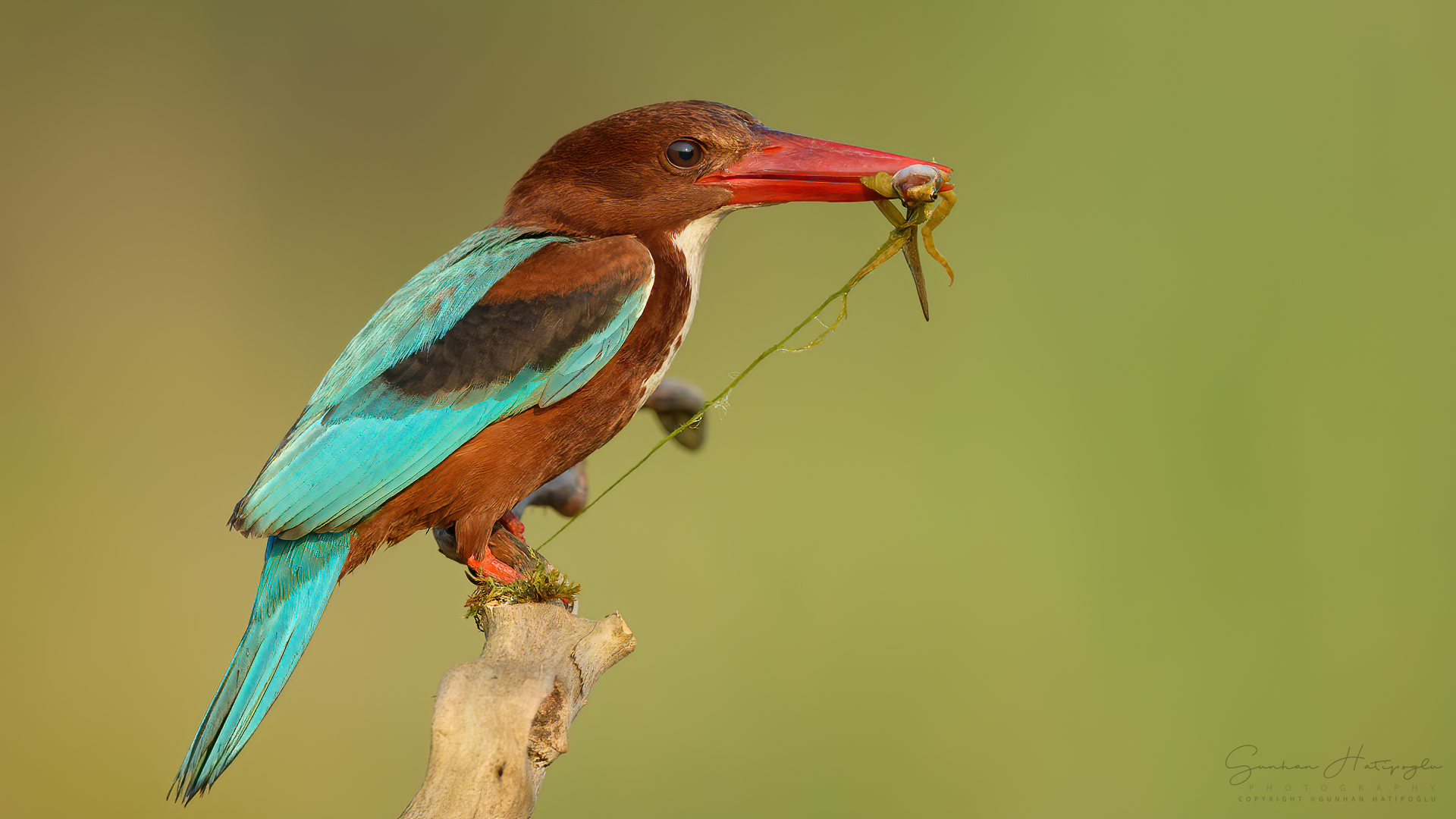 İzmir yalıçapkını