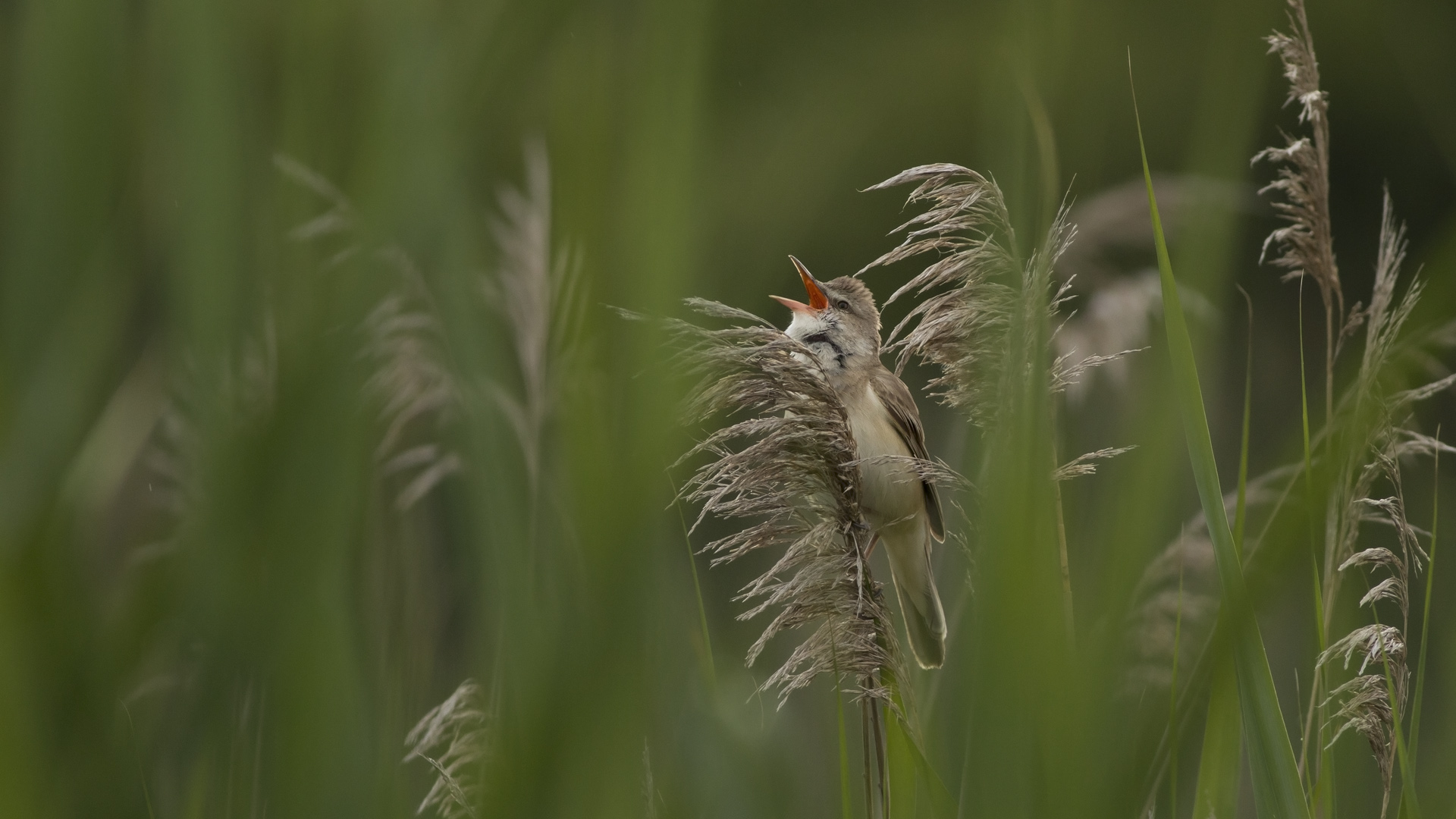Büyük kamışçın