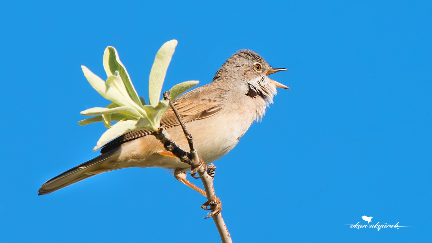 Akgerdanlı ötleğen