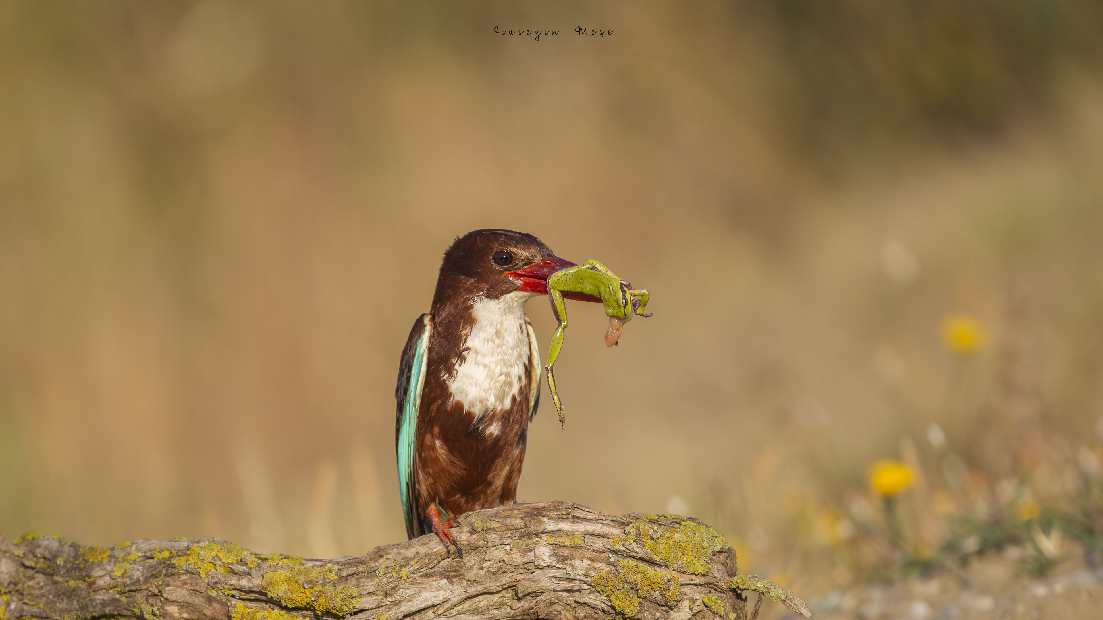 İzmir yalıçapkını
