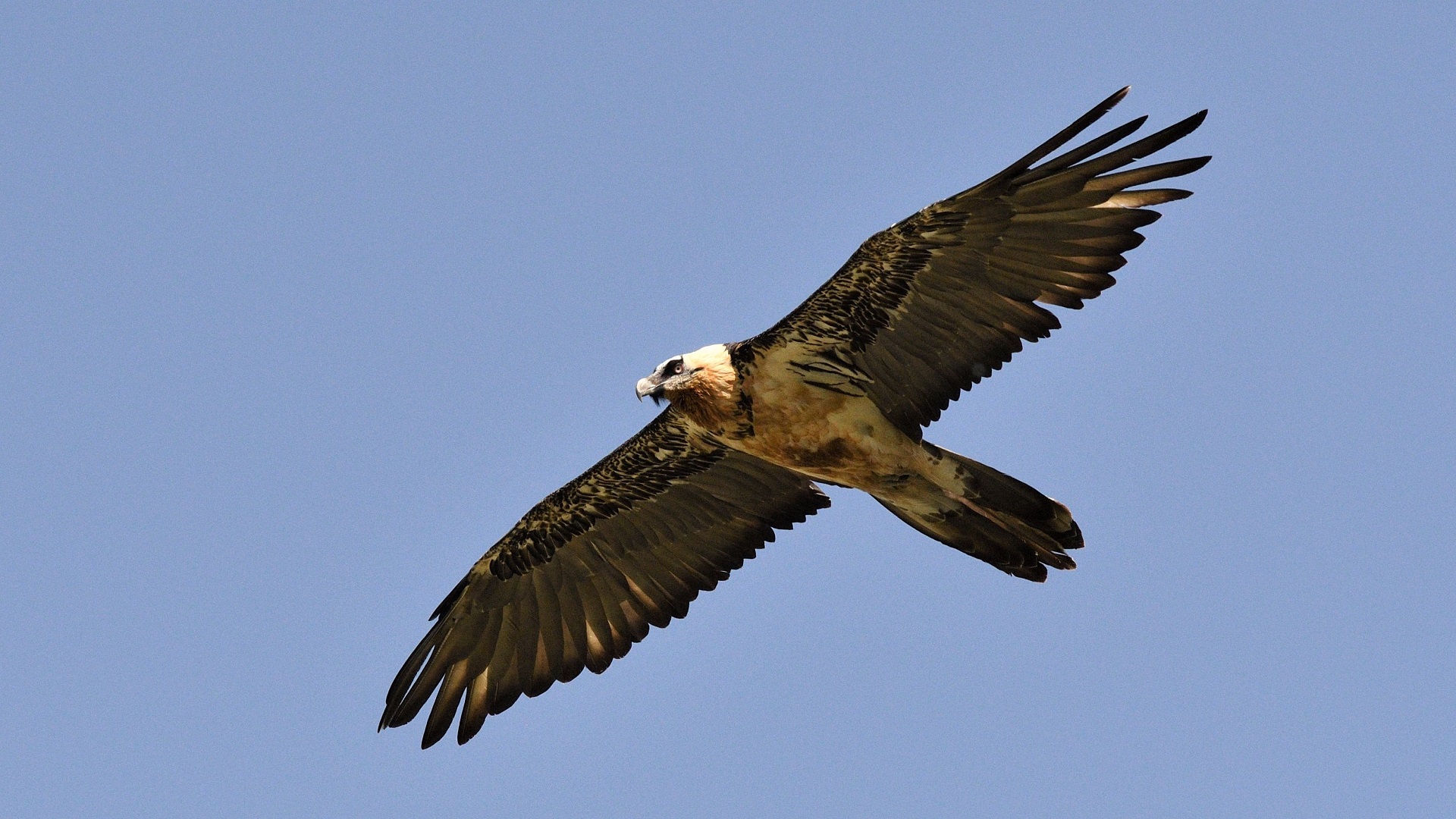 Sakallı akbaba » Bearded Vulture » Gypaetus barbatus
